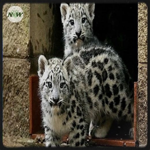 In a quiet corner of the sanctuary, two tiny snow leopard cubs have begun their first tentative steps into a world that once felt out of reach. their soft, spotted fur and curious eyes tell a story of hope and resilience—a reminder that even in the wildest places, new life can emerge from struggle, bringing a sense of wonder and renewal to all who witness it.—[Full story in 𝗰𝗼𝗺𝗺𝗲𝗻𝘁]👇 | Adorable Things