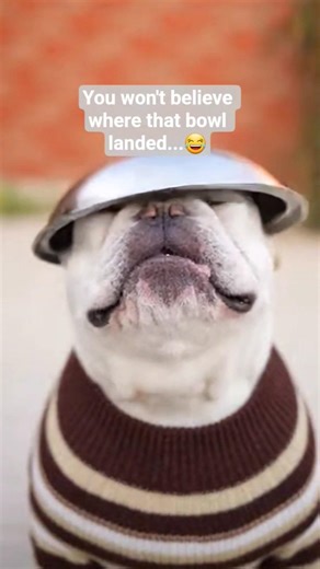 The Most Impossible Landing Ever! 🐶🧨🥣 (Watch to the End) #dog #dogs #dogshorts #shorts #funnypets