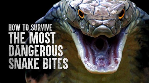 How to identify, treat, and survive the most dangerous snake bites
