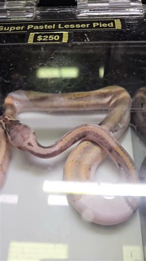 Meet the Super Pastel Lesser Pied Ball Python 😁 Conoce a la Pitón Bola Super Pastel Lesser Pied