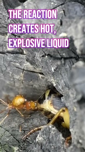 The Insect With A Chemical Weapon