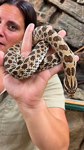 Discovering why hognose snakes evolved an upturned nose