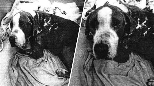 Man arrested after pet dog Thor had to be euthanized, Lauderhill Police say