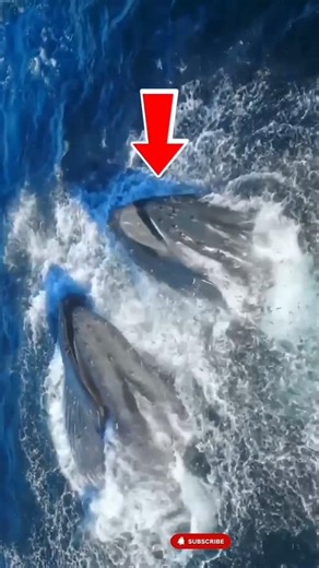 Ocean Chaos: The Moment a Giant Whale Explodes to the Surface #short #sea #giantwhale