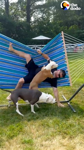 Pitties can't stop knocking their parents off of the hammock — so they come up with an idea to distract them 💙 Keep up with Annabelle and Norman on Instagram: thedo.do/LittleMonsters & TikTok: thedo.do/littlemonsters. | The Dodo