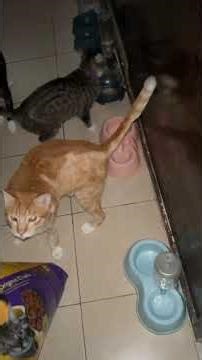 Thank you ASPCA, Saipan Humane Society & casa Marianas!