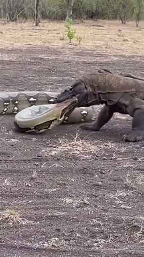 This Grab Ended It Instantly… Komodo Dragon vs Python