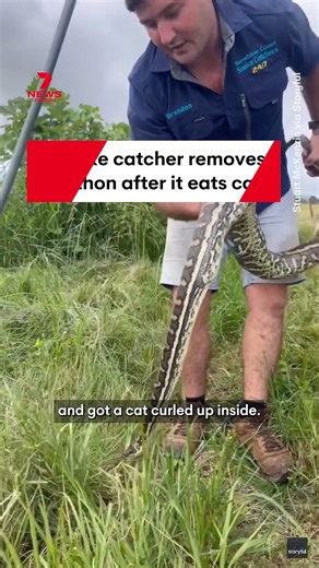 A snake catcher has removed a carpet python from underneath a house, after it ate a pet cat at Stony Creek, Queensland. #Snake #Animals #StonyCreek #Queensland | 7NEWS Brisbane
