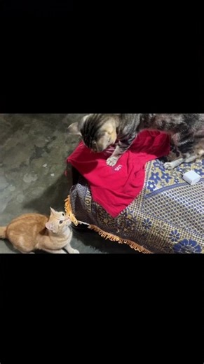 Meow vs Big Cat 😾 Red Shirt Fight!😂🦊