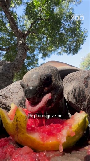 The Very Hungry Tortoise 🐢 #SanAntonioZoo