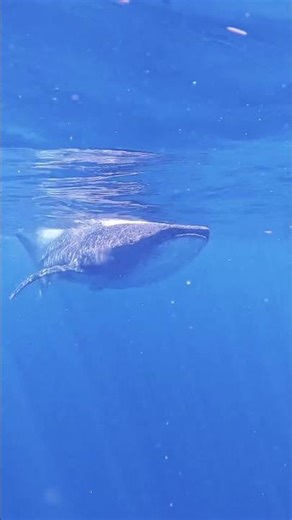 Whale Shark Feeding Up Close | Underwater Footage #giantsoftheocean #whaleshark #ocean