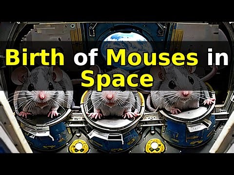 The Impact of Mouse Birth on Space: A Scientific Milestone