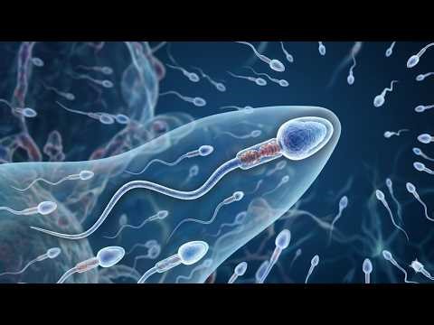 The Greatest Race in Human History | How One Sperm Creates Life 🧬
