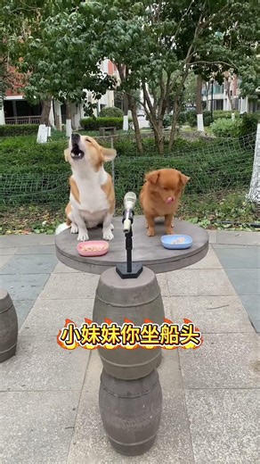 Two Dogs Sing A Duet Of The Boatmen's Love. #cute #doglife #animals