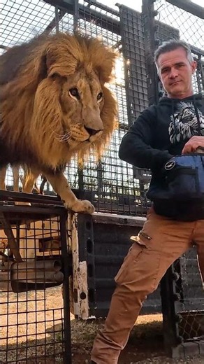 Rescued LION BROTHERS Return Home! #shorts