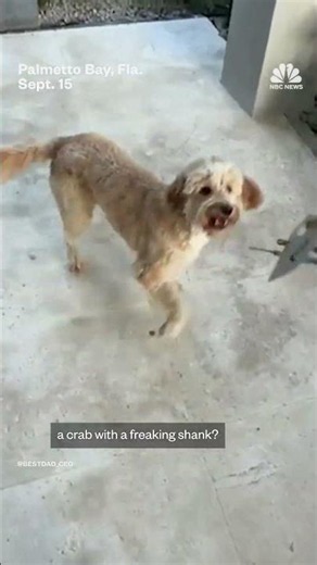 Dog confronts blade-wielding crab in Florida backyard