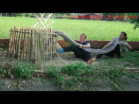 Time lapse: 72 days of building traps to catch pythons invading the farm - harvesting 1000+ melons.