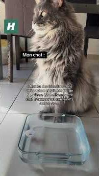 Canicule : cette technique pour rafraîchir son chat est-elle vraiment efficace ?
