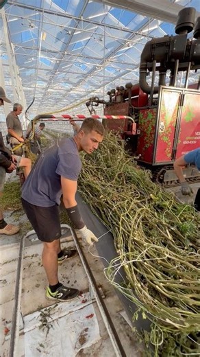 Recycling Tomato Plants! 🍅 #tomatoes #farming #machinery