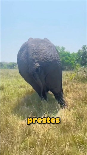 O Elefante MENTE aos Filhotes! #curiosidades #incrível #animal
