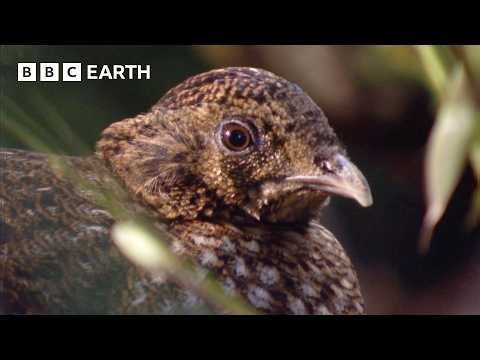 China's Hidden Wilderness | Double Episode - Wild China | BBC Earth