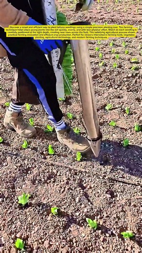 Precision Lettuce Planting #LettuceFarming #FarmTech #Agriculture