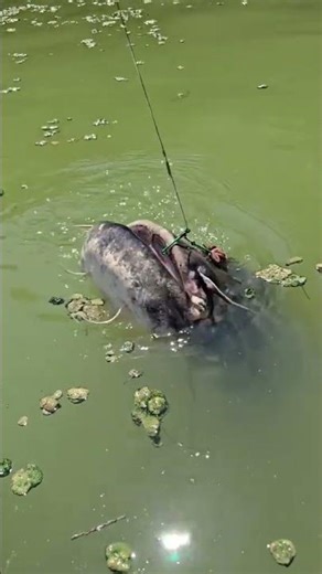 #fishing #pesca #catfish #siluro #sum #monsterfish #wedcarstvo #bigfish