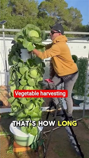 high density cabbage cultivation on aeroponic towers with 18 cabbage per square meter #cabbage