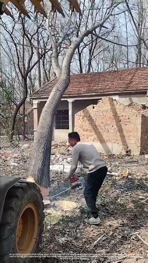 A failed tree felling operation