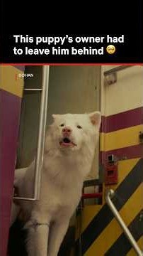 will this dog find his home again for the third time?