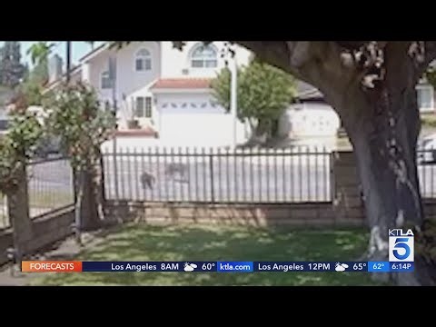 California cat's successful coyote defense caught on camera