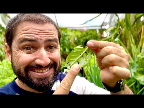 QUEM ESTÁ FURANDO MINHAS PLANTINHAS?