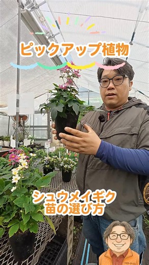 シュウメイギクの苗の選び方！