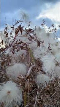 autumn fluff (a/v fragment)