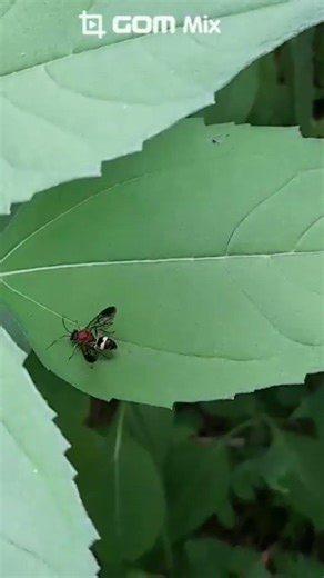 말벌의 천적 '등빨간갈고리벌' Natural enemy of wasp 'Poecilogonalos fasciata' #기생벌 #parasitoid wasp