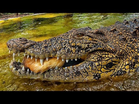 Crocodile feeding & sanctuary vlog!
