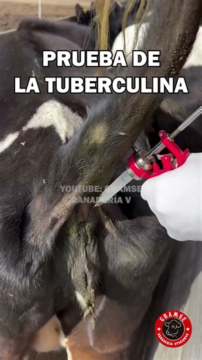 ¿Cómo se realiza la prueba de la TUBERCULINA en bovinos? Así se detecta la tuberculosis #gramse