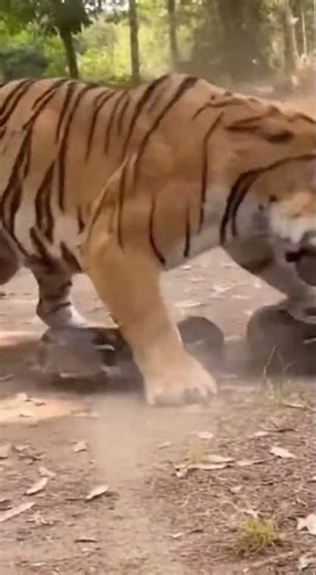 Epic Wildlife Battle: Tiger vs Python Showdown! #Tiger #shorts