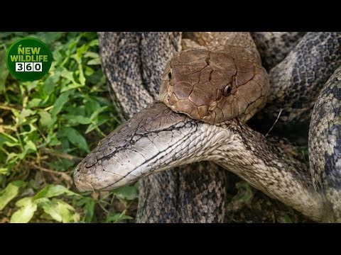 The World's Most Venomous Snake Attacks Ever Recorded On Camera | animal attacks