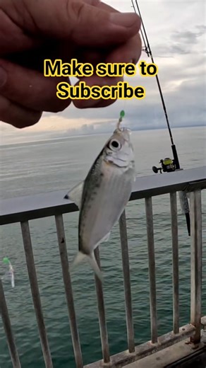 Before You Hook a Big Fish From a Wharf, Catch This FirstStep One to Wharf Fishing Success