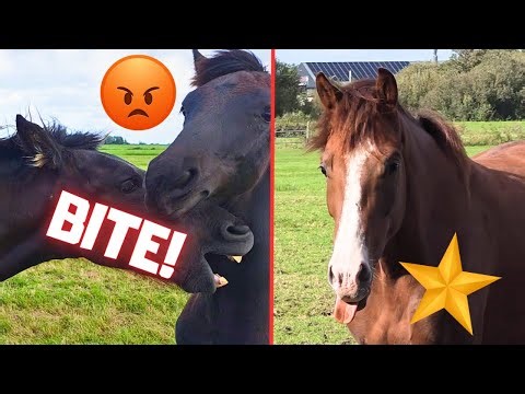 What Happens When the Herd Gets Split? | Rein Has a Surprise! | When I Whistle! | Friesian Horses