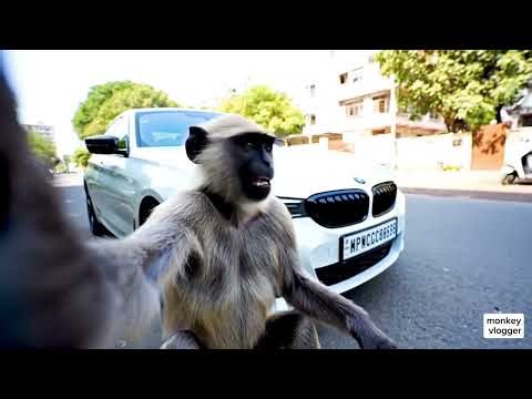 Life with My PET MONKEY (A Day in the Life) | How I Care for a Capuchin at Home