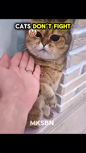 CATS DON’T FIGHT.. 🤡 Are you sure..💀 #catfight #angrycat #kungfucat #catreflex