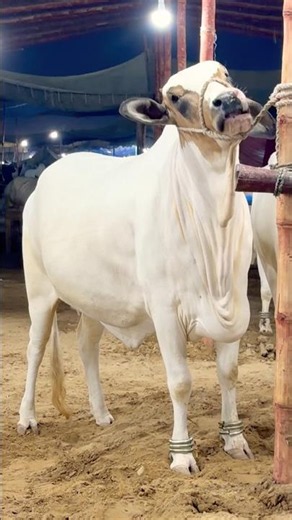 Northern Bypass Karachi Cow Mandi 2026❤️Multan Mandi❤️Bakra Eid #shorts #cow #cowvideos #bull #viral