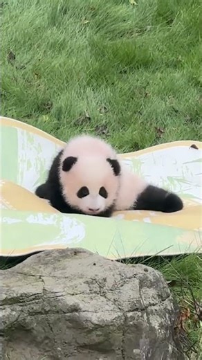 Cute Panda Cub Moments – Adorable and Playful Panda Fun 🐼💖