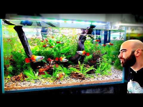 140L PLATY TANK: I Used So Many Stems! (NO CO2 Aquascape Tutorial)
