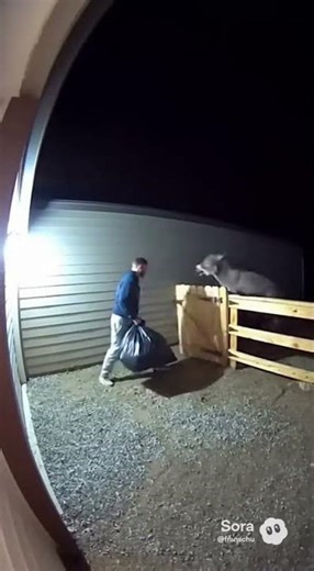 Donkey Steps In When a Coyote Tests the Gate #securitycam #animals