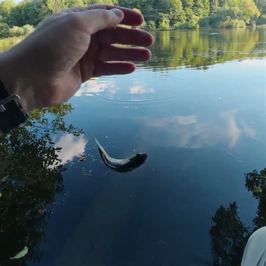 ЗАРОСШЕ ДНО - ПЕРЕСУНУВ - КЛЮВАННЯ! #herabuna #tanago #crucian carp fishing #タナゴ #ヘラブナ#でドボン釣り