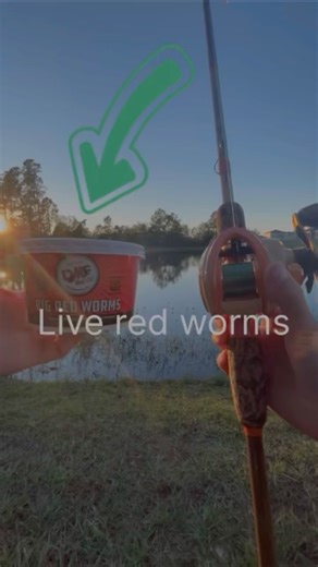 Can I catch a fish on live red worms#fishing #sportfishing #viral #shorts