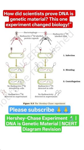Hershey–Chase Experiment Explained 🔬 | NCERT Diagram | DNA is Genetic Material #biologyshorts #ncert